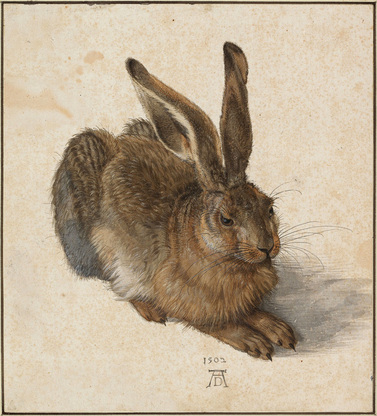 Hare, by Albert Dürer.