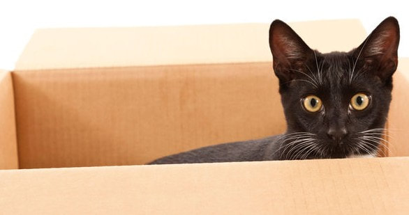 Photograph of a Schrödinger cat in a box, not knowing whether it is inside or outside the single market and/or the customs union